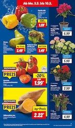 Hortensie Angebot & Preis im aktuellen Lidl Prospekt Hortensie Angebot im aktuellen Lidl Prospekt auf Seite 7