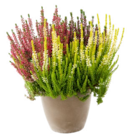 Calluna Garden Girls bei ZG Raiffeisen im Heidelberg Prospekt für 1,79 €