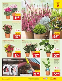 Pflanzen im aktuellen Netto Marken-Discount Prospekt (Jena) Pflanzen im Netto Marken-Discount Prospekt "Aktuelle Angebote" mit 65 Seiten (Jena)
