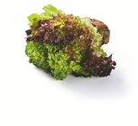Multicolor Salat mit Wurzeln bei Lidl im Bebra Prospekt für 0,99 €