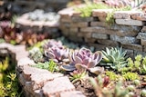 Composition de succulentes en promo chez Jardiland Composition de succulentes dans le catalogue Jardiland
