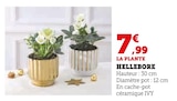 Hellebore - Super U à Saint-Denis Hellebore en promo chez Super U Saint-Denis à 7,99 €