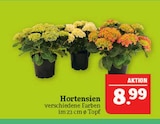 Hortensien im Angebot bei Marktkauf in Bautzen Hortensien Angebote bei Marktkauf Bautzen für 8,99 €