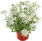 Edelweiss Angebot in Lorscheid Edelweiss im aktuellen Prospekt bei Kaufland in Lorscheid