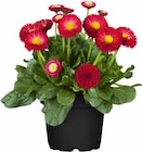 TAUSENDSCHÖN (BELLIS PERENNIS) bei OBI im Rangsdorf Prospekt für 0,99 €