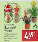 Guzmanie/Vriesea bei ALDI Nord im Lüneburg Prospekt für 4,49 €