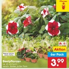 Beetpflanzen im Angebot bei Netto Marken-Discount in Singen Beetpflanzen Angebote bei Netto Marken-Discount Singen für 3,99 €