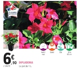 Dipladenia en promo chez E.Leclerc Dipladenia dans le catalogue E.Leclerc