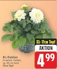 XL-Dahlien im aktuellen E center Prospekt