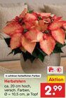 Herbststern im Angebot bei Netto Marken-Discount in Paderborn Herbststern Angebote bei Netto Marken-Discount Paderborn für 2,99 €