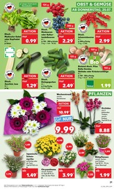 Aktueller Kaufland Prospekt mit Pflanzen, "Aktuelle Angebote", Seite 21