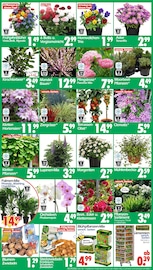 Obstbaum im Wreesmann Prospekt in Zwickau Aktueller Wreesmann Prospekt mit Obstbaum, "DEIN SAISON- & SONDERPOSTENMARKT!", Seite 3