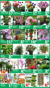 Hortensie im Wreesmann Prospekt "DEIN SAISON- & SONDERPOSTENMARKT!" mit 16 Seiten (Bremerhaven)