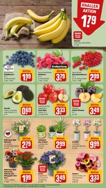Ähnliche Blumenzwiebeln Angebote im Prospekt "Dein Markt" von REWE in Nordhorn Ähnliche Angebote wie Blumenzwiebeln im Prospekt "Dein Markt" auf Seite 9 von REWE in Nordhorn