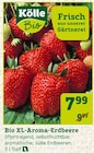 Bio XL-Aroma-Erdbeere im Angebot bei Pflanzen Kölle in Waiblingen Bio XL-Aroma-Erdbeere Angebote von Kölle Bio bei Pflanzen Kölle Waiblingen für 7,99 €