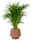 Aktuelles Goldfruchtpalme Angebot bei Blumen Ostmann in Bremen ab 6,99 €