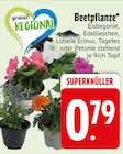 Eisbegonie im EDEKA Prospekt Eisbegonie von im aktuellen EDEKA Prospekt fĂŒr 0,79 âŹ