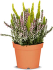 Dreifarbige Besenheide Angebote von Beauty Ladies bei Netto Marken-Discount Maintal für 2,99 €