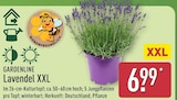 Lavendel XXL im ALDI Nord Prospekt Lavendel XXL von GARDENLINE im aktuellen ALDI Nord Prospekt für 6,99 €