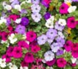 Sanvitalia bei ZG Raiffeisen im Mosbach Prospekt für 2,49 €