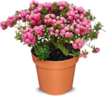 Angebot im Netto Marken-Discount Billigheim Prospekt Netto Marken-Discount Billigheim Prospekt mit im Angebot für 3,49 €