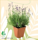 Lavande pot 14 cm dans le catalogue Intermarché