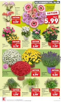 Pflanzen im Kaufland Prospekt "Hier bin ich richtig" mit 73 Seiten (Braunschweig)