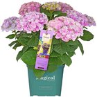 Hortensie XL im Angebot bei REWE in Ludwigshafen Hortensie XL Angebote bei REWE Ludwigshafen für 15,00 €
