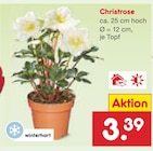 Christrose von  im aktuellen Netto Marken-Discount Prospekt für 3,39 €