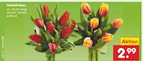 Aktuelles Herbsttulpen Angebot bei Netto Marken-Discount in Ludwigshafen (Rhein) ab 2,99 €