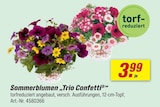 Sommerblumen Trio Confetti Angebote bei toom Baumarkt Schorndorf für 3,99 €