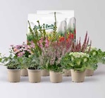 Pflanzen Kölle Borgsdorf - Pflanzenkreation »Herbstromantik« Angebot im Prospekt Pflanzenkreation »Herbstromantik« bei Pflanzen Kölle im Borgsdorf Prospekt für 41,99 €