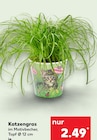 Kaufland Neusäß - Katzengras Angebot im Prospekt Katzengras bei Kaufland im Neusäß Prospekt für 2,49 €