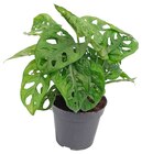 Bauelemente im Penny Prospekt Fensterblatt im aktuellen Penny Prospekt für 3,99 €