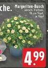 Margeriten-Busch bei EDEKA im Euskirchen Prospekt für 4,99 €