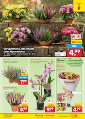 Blumen im Netto Marken-Discount Prospekt in Mühlhausen Aktueller Netto Marken-Discount Prospekt mit Blumen, "Aktuelle Angebote", Seite 23