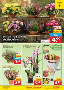 Blumen im aktuellen Netto Marken-Discount Prospekt (Jena) Blumen im Netto Marken-Discount Prospekt "Aktuelle Angebote" mit 71 Seiten (Jena)