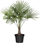 Hanfpalme Angebote bei Globus-Baumarkt Erlangen für 34,99 €