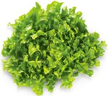 Endiviensalat im Angebot bei REWE in Gelsenkirchen Endiviensalat Angebote von REWE Regional bei REWE Gelsenkirchen für 0,88 €