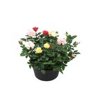 Coupe de rosier multicolore en promo chez Carrefour Versailles à 6,99 €