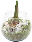 Amaryllis im Glas im Angebot bei REWE in Kiel Amaryllis im Glas Angebote bei REWE Kiel für 8,99 €