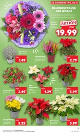 Chrysantheme im Kaufland Prospekt in Mülheim Aktueller Kaufland Prospekt mit Chrysantheme, "Aktuelle Angebote", Seite 5