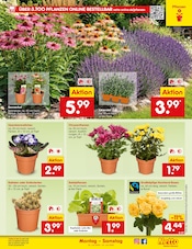Ähnliche Stiefmütterchen Angebote im Prospekt "Aktuelle Angebote" von Netto Marken-Discount in Germering Ähnliche Angebote wie Stiefmütterchen im Prospekt "Aktuelle Angebote" auf Seite 45 von Netto Marken-Discount in Germering