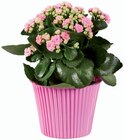 Kalanchoé en pot couleur en promo chez Lidl Versailles à 2,99 €