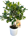 Collection d'agrumes zéro résidus en promo chez Botanic Collection d'agrumes zéro résidus dans le catalogue Botanic