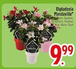 Dipladenia Mandaville von  im aktuellen EDEKA Prospekt für 9,99 €