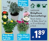 Eukalyptus im ALDI SÜD Prospekt Eukalyptus von Gardenline im aktuellen ALDI SÜD Prospekt für 1,89 €