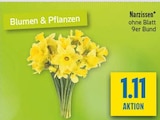 Aktuelles Narzissen Angebot bei diska in Chemnitz ab 1,11 €