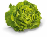 Kopfsalat im Netto Marken-Discount Prospekt Kopfsalat von HEIMAT im aktuellen Netto Marken-Discount Prospekt für 1,11 €
