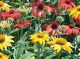 Sonnenhut-Mix „Echinacea Hybrida Mix“ bei Hornbach im Potsdam Prospekt für 13,95 €